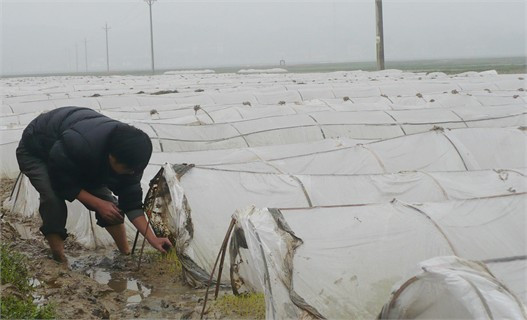 Bắc mạ phủ nilon là biện pháp tối ưu cho sản xuất trà lúa xuân muộn