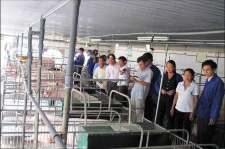 Mô hình chăn nuôi lợn của HTX Hoàng Châu đã trở thành địa chỉ tham quan học tập kinh nghiệm của nhiều tập thể, cá nhân trong tỉnh Mô hình chăn nuôi lợn của HTX Hoàng Châu đã trở thành địa chỉ tham quan học tập kinh nghiệm của nhiều tập thể, cá nhân trong tỉnh