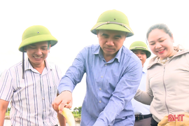 Cá chim vây vàng - giải pháp cho vùng nuôi thủy sản kém hiệu quả