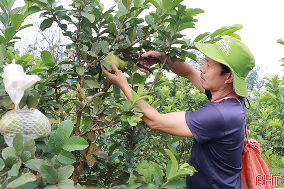 Nông dân Đức Thọ tăng gia sản xuất, hướng về thị trường Tết