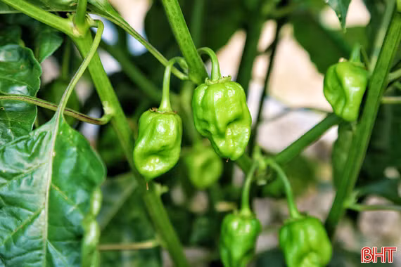 Giống ớt "siêu cay" từ Mexico bén đất Hà Tĩnh