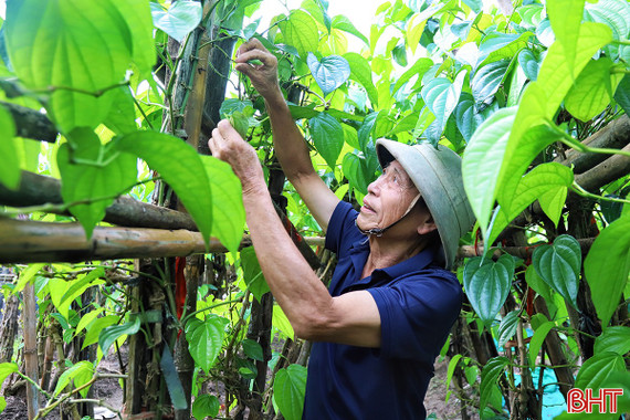 Làng "trầu tiến vua" ở Hà Tĩnh gượng dậy chờ vụ Tết