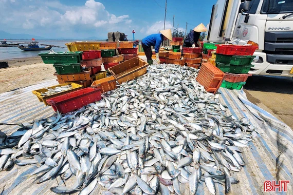 Ngư dân Hà Tĩnh trúng đậm cá mòi, cá trích