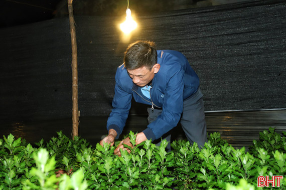 Chong đèn chăm hoa chờ Tết