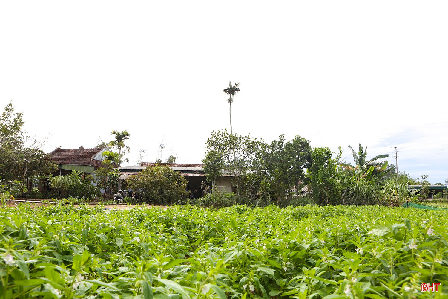 Ngôi nhà và mảnh vườn nơi từng lưu dấu tuổi thơ nghèo của Anh hùng liệt sỹ Trần Văn Dần. bqbht_br_b2.jpg