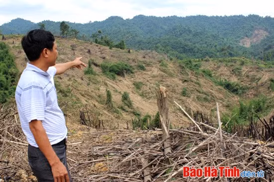 Thực hiện Đề án giao đất, giao rừng: Nguy cơ ”vỡ”” kế hoạch! ảnh 1