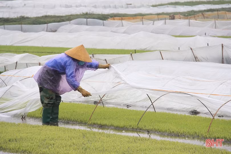 Vượt lên giá rét, người dân Hà Tĩnh nỗ lực duy trì lao động, sản xuất