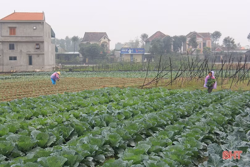 Vượt lên giá rét, người dân Hà Tĩnh nỗ lực duy trì lao động, sản xuất