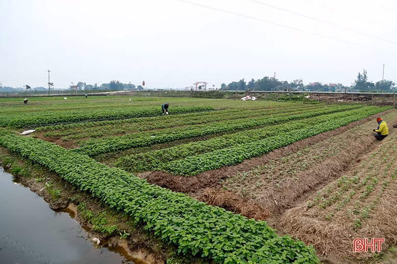 Xã từng ngập sâu ở Thạch Hà hồi sinh sau lũ