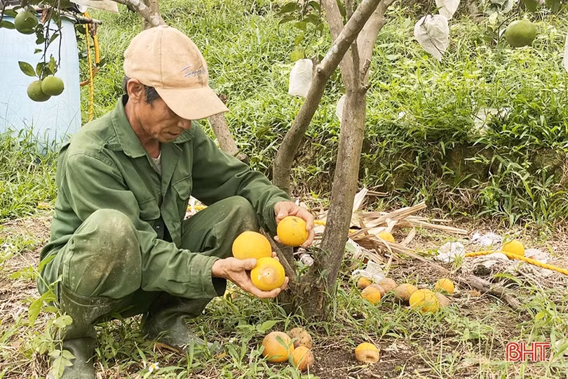 Mặc áo giáp cho cam trước mưa lớn kéo dài