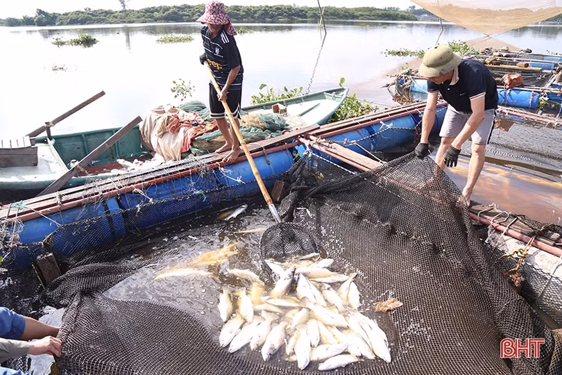 Đã rõ nguyên nhân 50 tấn cá trên sông Nghèn bị chết