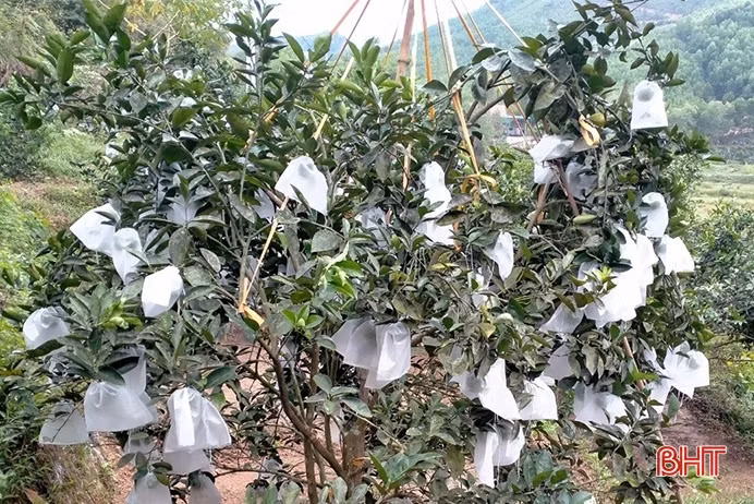 Mặc áo giáp cho cam trước mưa lớn kéo dài
