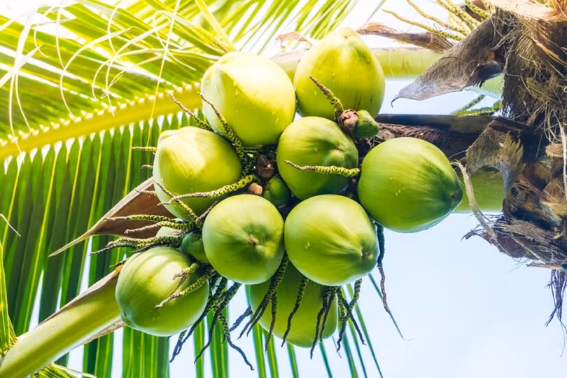 5 loại trái cây giúp giảm axit dạ dày