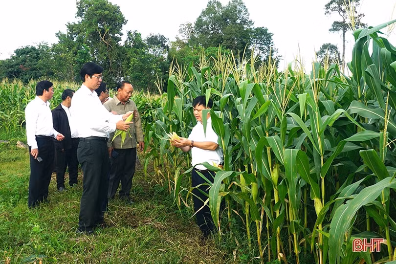 Hương Khê hỗ trợ nông dân Lào hơn 1 tỷ đồng phát triển nông nghiệp