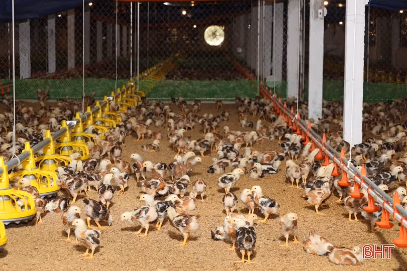 Thanh niên vùng giáo Hà Tĩnh phát triển chăn nuôi gà liên kết quy mô lớn