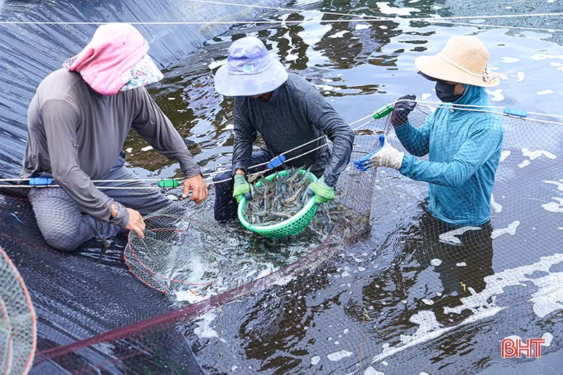 Ứng dụng công nghệ trong nuôi tôm vụ thu - đông ở Hà Tĩnh