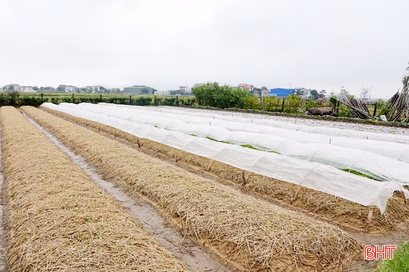 Lộc Hà quyết tâm phủ kín 553 ha cây trồng vụ đông