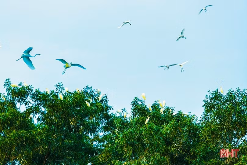 Bảo vệ động vật hoang dã ở Hà Tĩnh, chuyện không của riêng ai
