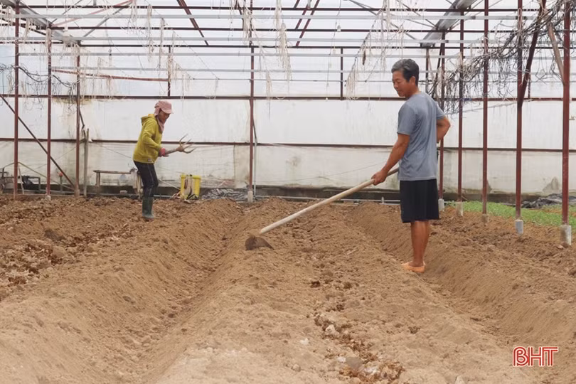 Vựa hoa Hà Tĩnh tất bật hướng về tết