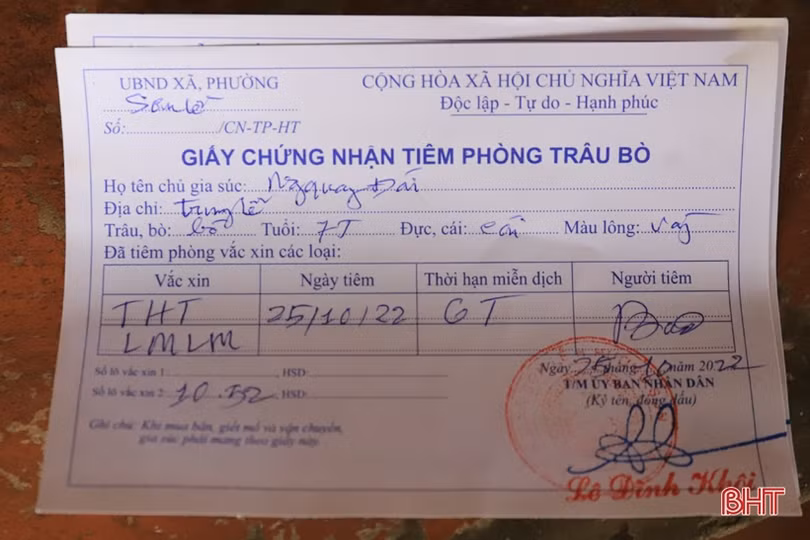 Đến 30/10, Hương Sơn phấn đấu hoàn thành kế hoạch tiêm phòng cho đàn trâu bò