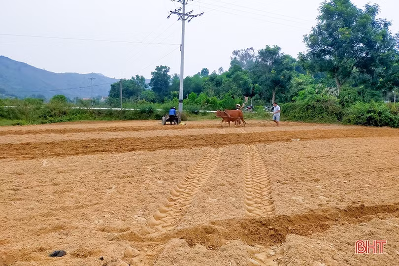 Sản xuất trà chính ngô đông ở Hà Tĩnh: Nguy cơ chậm tiến độ!