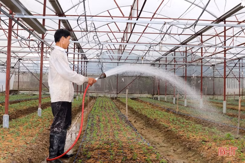 Vựa hoa Hà Tĩnh tất bật hướng về tết