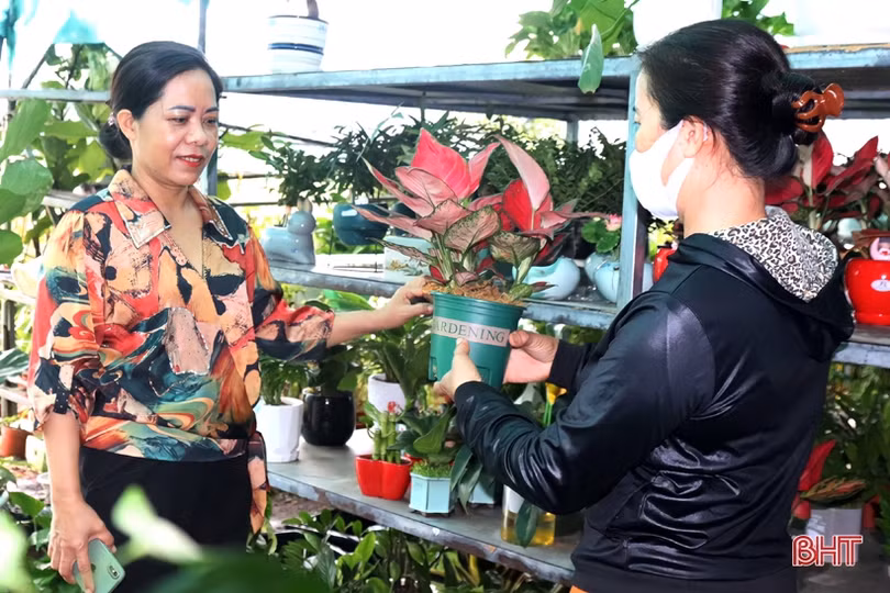 Từ bán hoa - cây cảnh thành “nông dân sản xuất kinh doanh giỏi” ở Hà Tĩnh