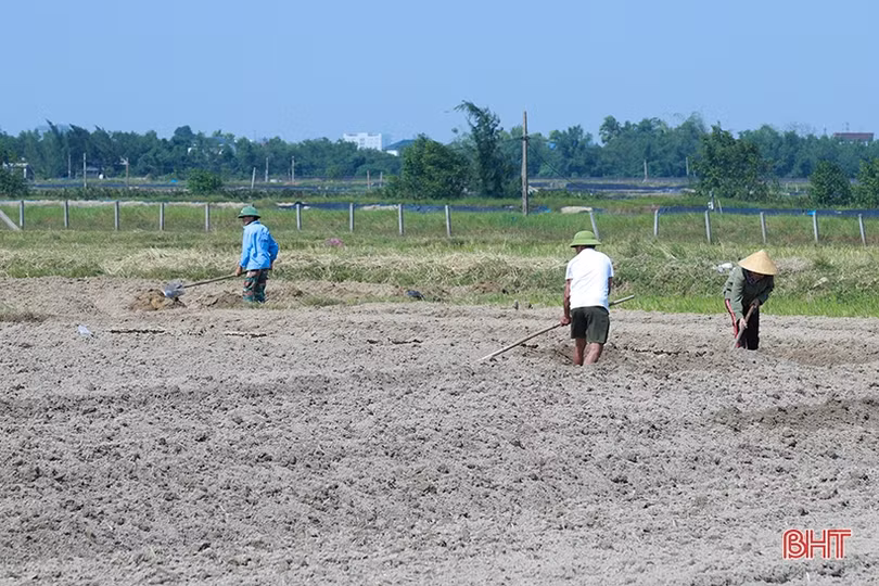 Sản xuất trà chính ngô đông ở Hà Tĩnh: Nguy cơ chậm tiến độ!