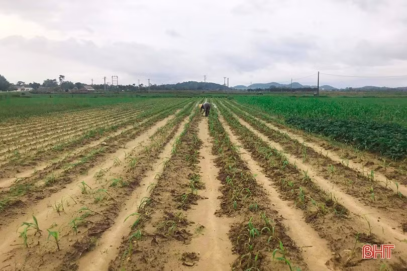 Sản xuất trà chính ngô đông ở Hà Tĩnh: Nguy cơ chậm tiến độ!