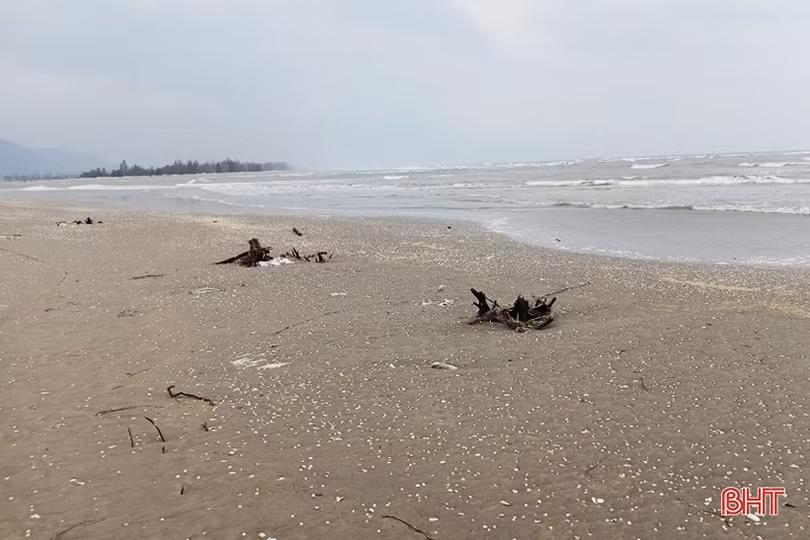 Rừng phi lao ven biển ở Lộc Hà bị hư hại do mưa bão, triều cường