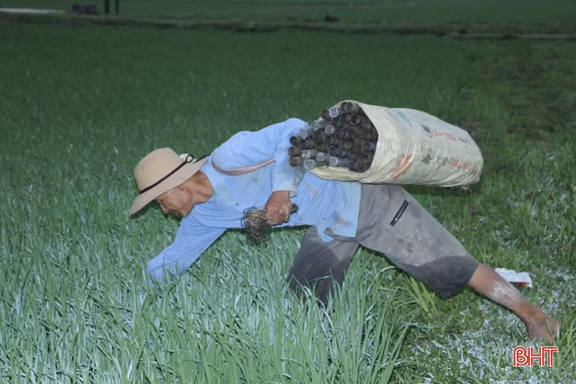 “Săn” lươn đồng ở Hà Tĩnh