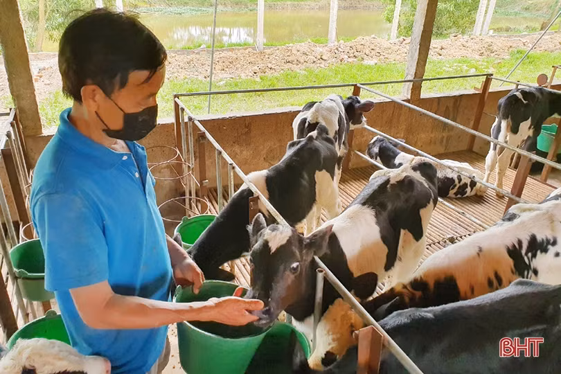Nông dân đầu tiên ở Hà Tĩnh nuôi bò đực sữa của Tập đoàn TH True Milk