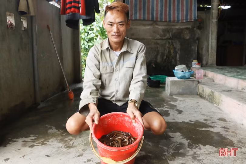 “Săn” lươn đồng ở Hà Tĩnh