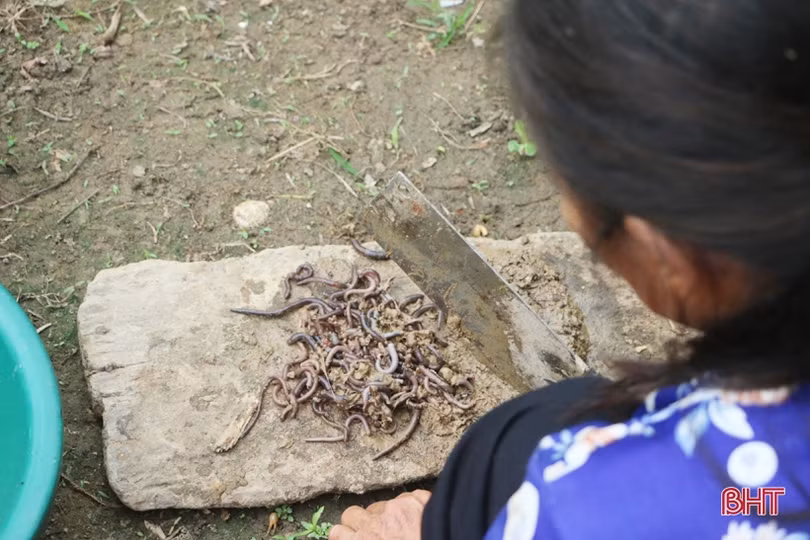 “Săn” lươn đồng ở Hà Tĩnh