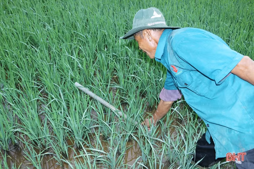 “Săn” lươn đồng ở Hà Tĩnh