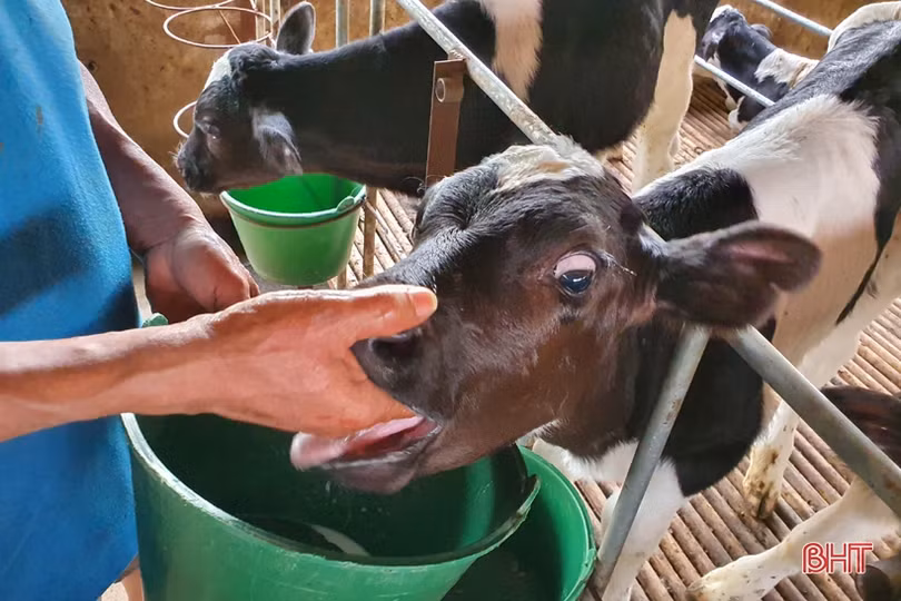 Nông dân đầu tiên ở Hà Tĩnh nuôi bò đực sữa của Tập đoàn TH True Milk