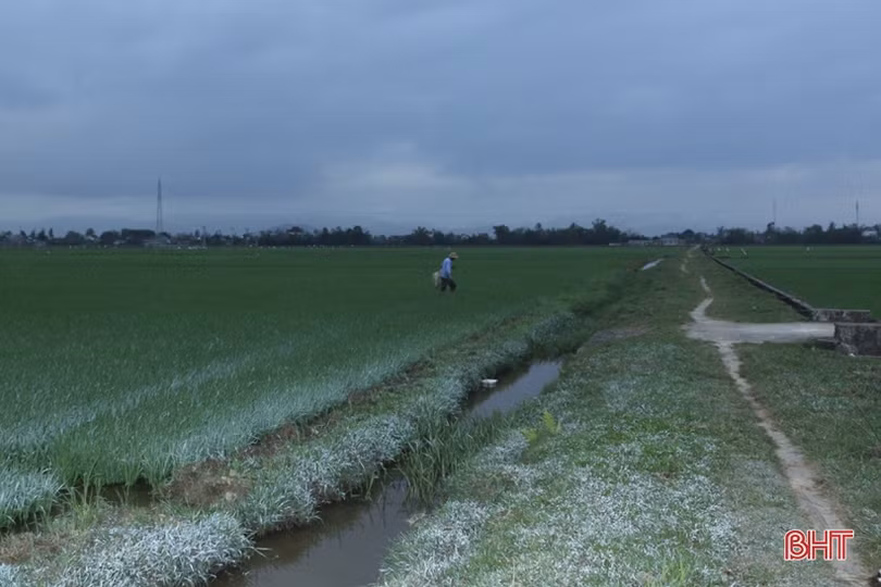 “Săn” lươn đồng ở Hà Tĩnh