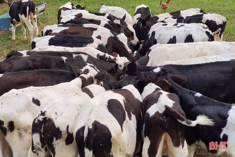 Nông dân đầu tiên ở Hà Tĩnh nuôi bò đực sữa của Tập đoàn TH True Milk