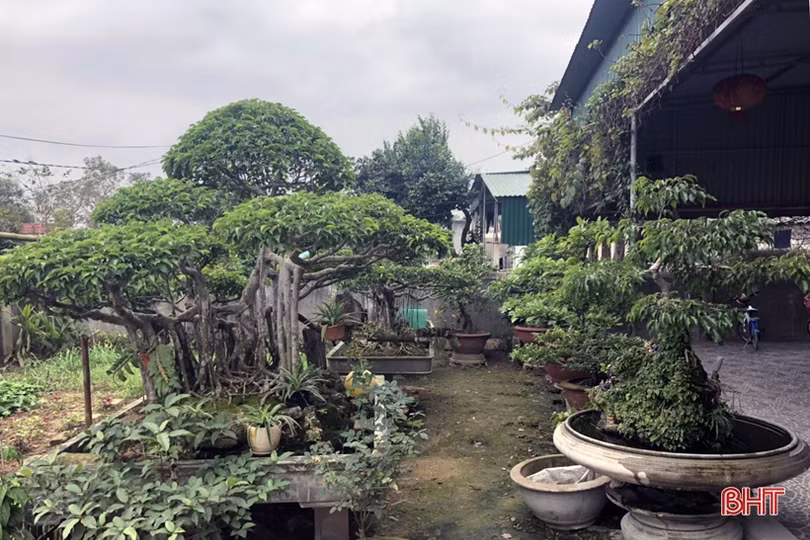 Mê mẩn những vườn cây cảnh độc - lạ ở huyện lúa Hà Tĩnh