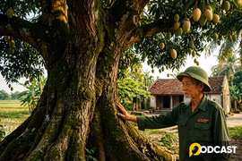 Podcast truyện ngắn: Cây xoài người lính 