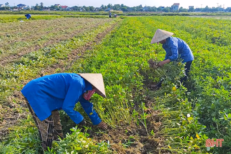 Lạc xuân được mùa toàn diện, nông dân Hà Tĩnh thêm vui
