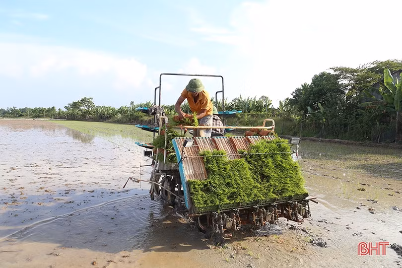 Thí điểm mô hình sản xuất lúa hữu cơ ở Can Lộc