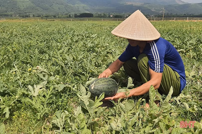 Trồng dưa hấu trên đồng hoang cho thu nhập cao