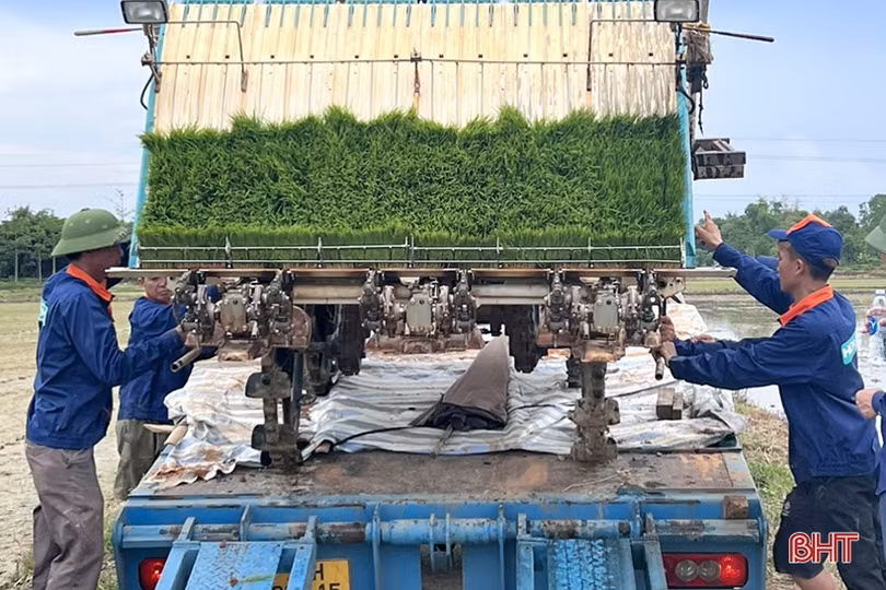 Cẩm Xuyên thí điểm mạ khay, cấy máy sản xuất lúa theo hướng hữu cơ