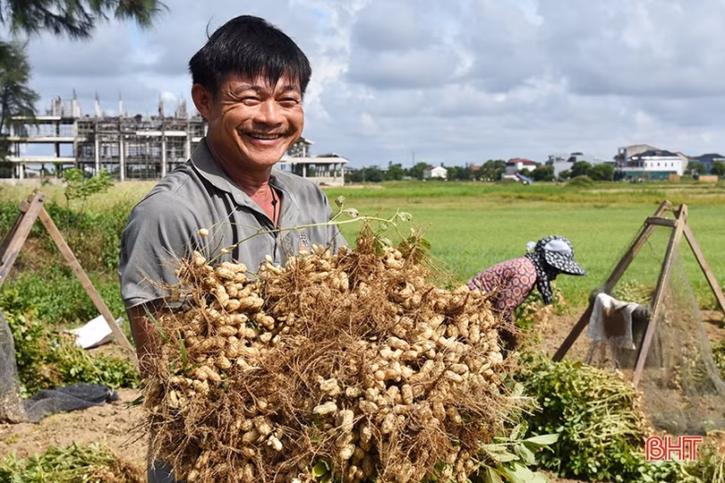 Niềm vui nhân đôi trong mùa thu hoạch lạc ở Lộc Hà