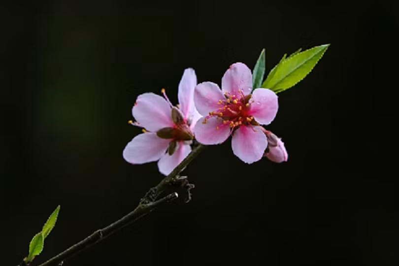 Truyện ngắn: Đào phai
