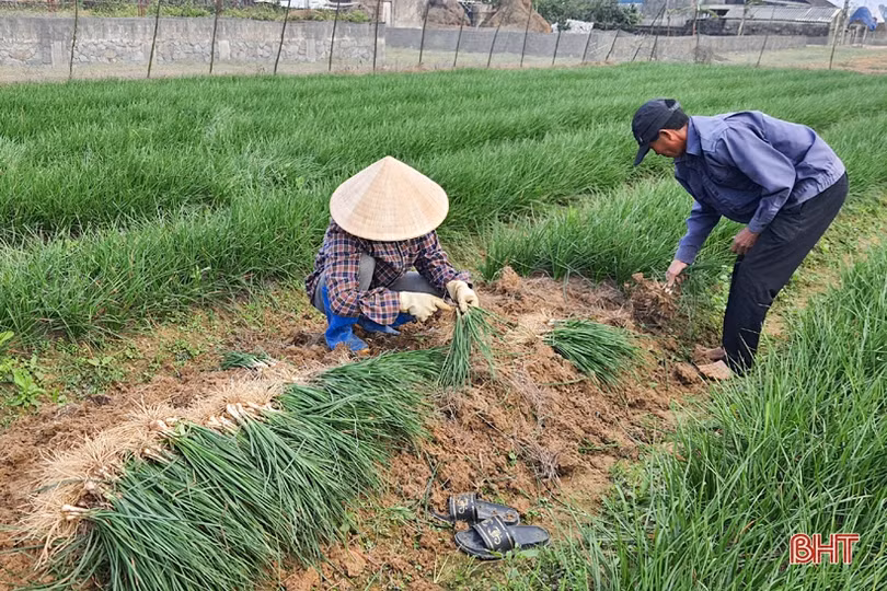 Gần 900 mô hình được hỗ trợ, tạo động lực để huyện Kỳ Anh đạt chuẩn NTM vào năm 2023