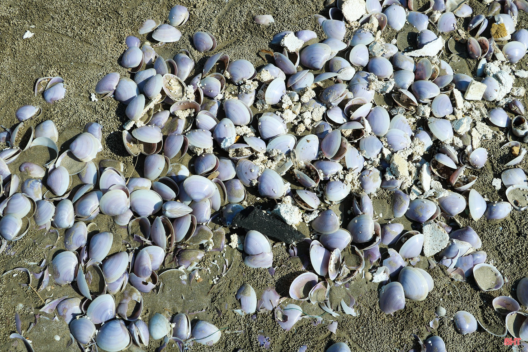 bqbht_br_17.jpg