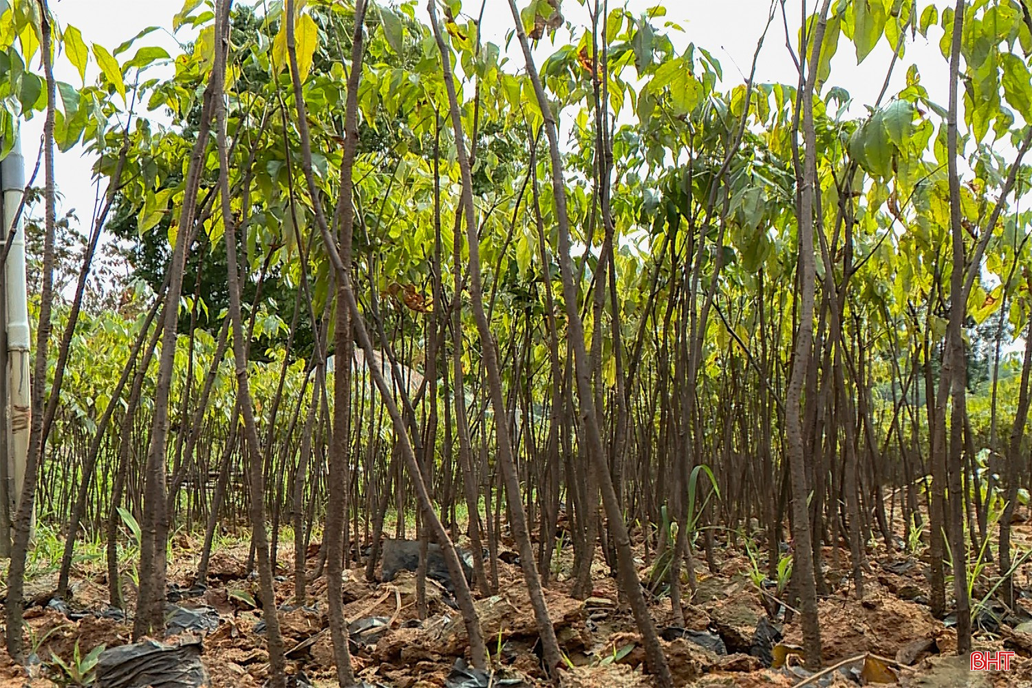 bqbht_br_x17.jpg