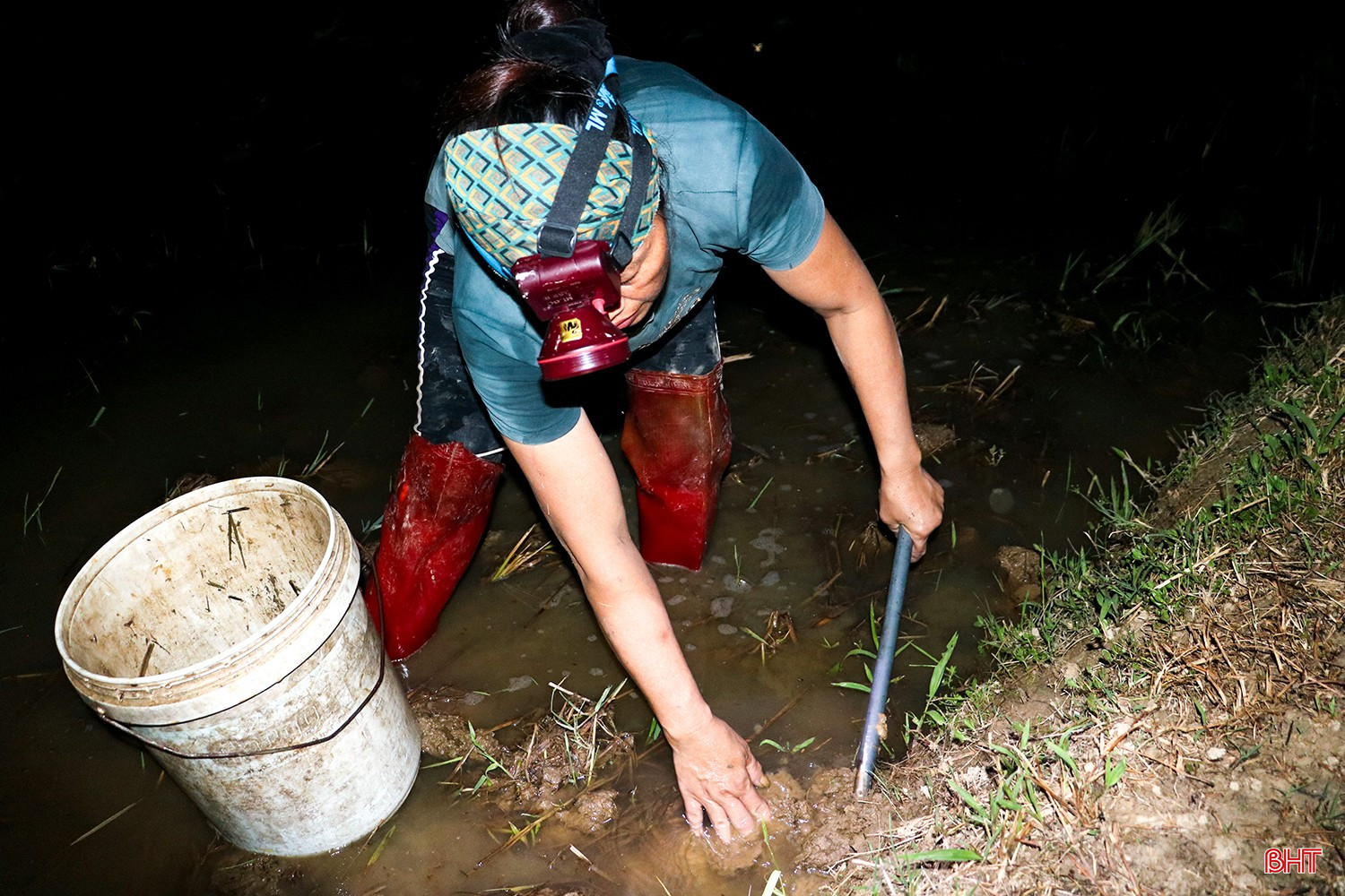 Khoảng 19h30, chị Nguyễn Thị Tuyết ở thôn Hưng Mỹ, xã Cẩm Bình bắt đầu hành trình mưu sinh trên những thửa ruộng vừa gặt xong. Chiếc đèn pin, đôi ủng và xô nhựa là “đồ nghề” quen thuộc của chị.